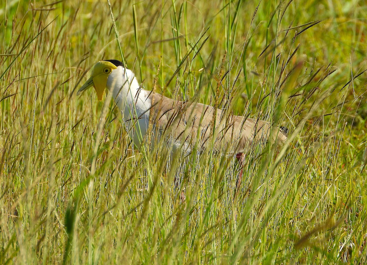 Masked Lapwing - ML643789571