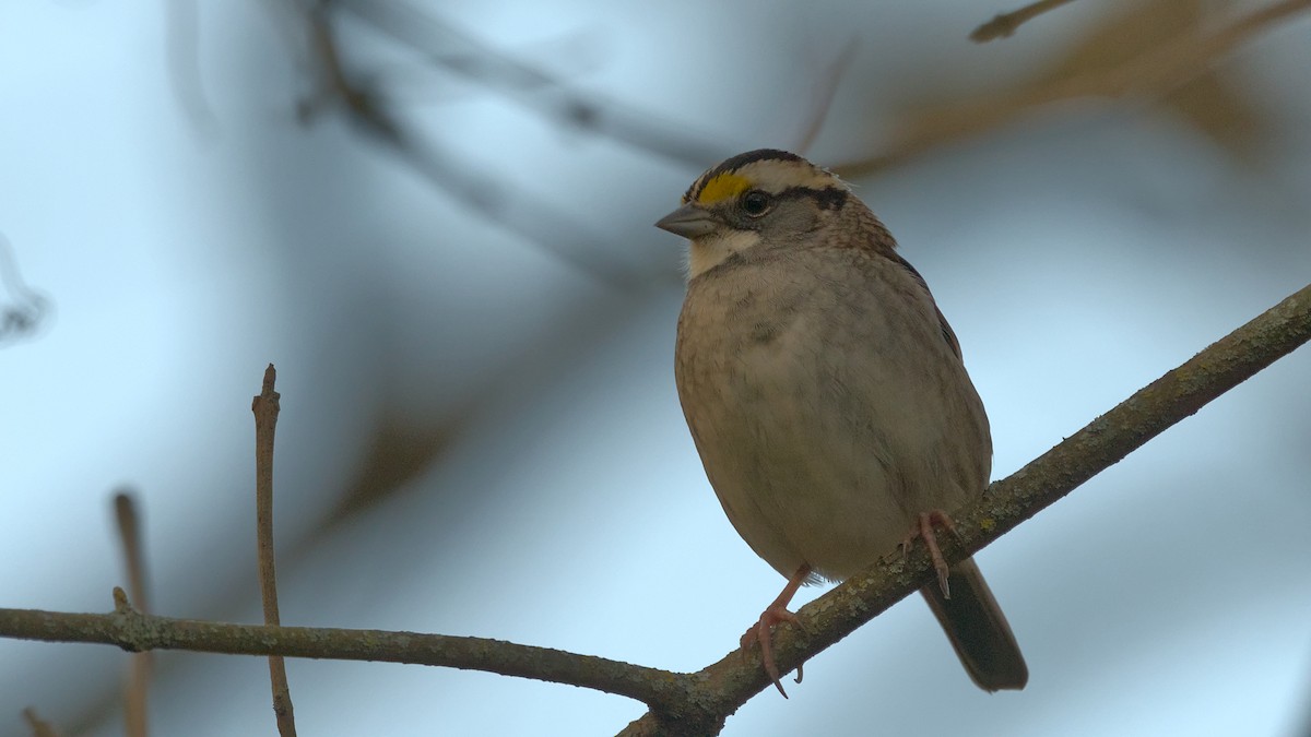 White-throated Sparrow - ML643789572