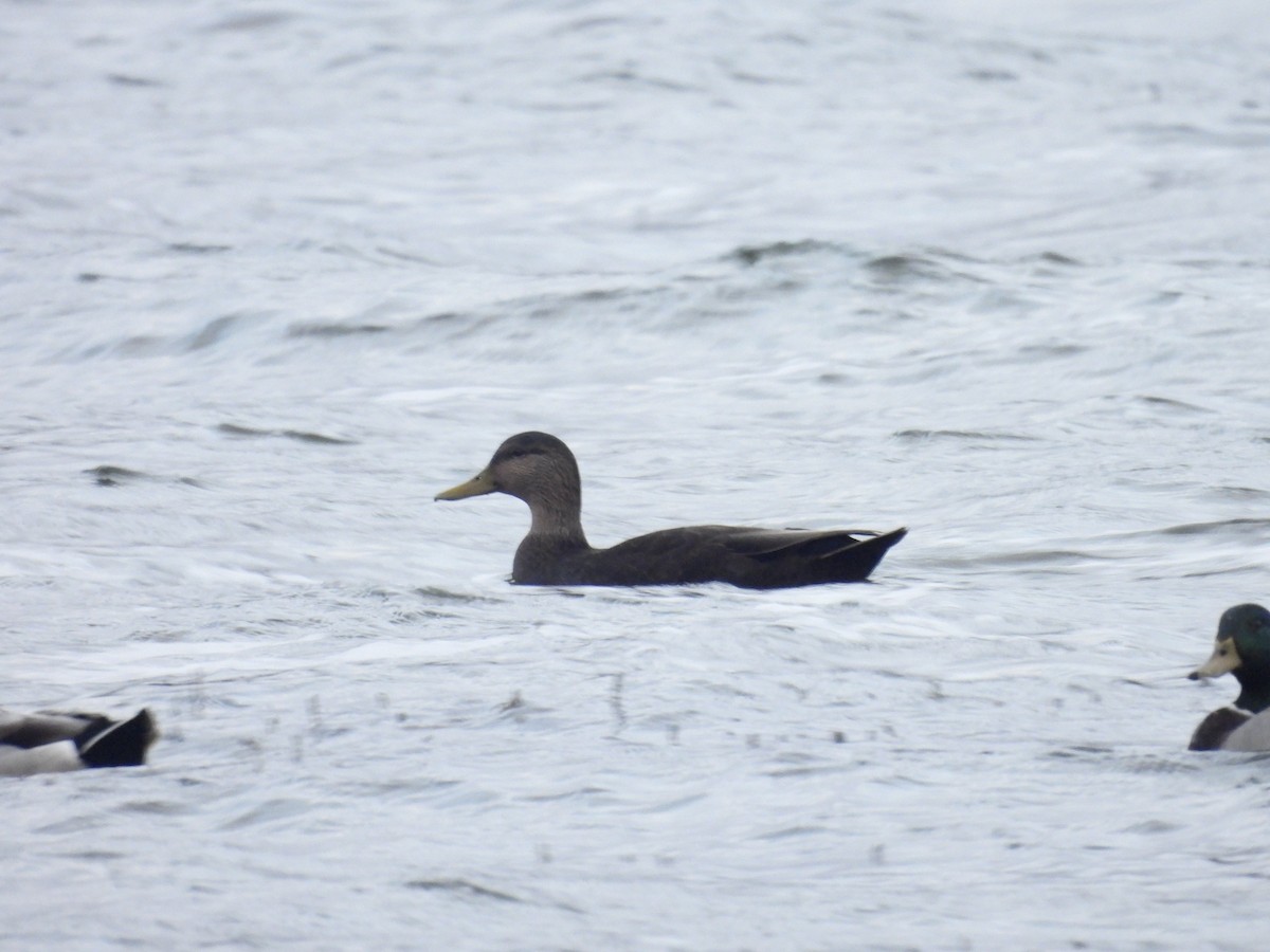 American Black Duck - ML643789574