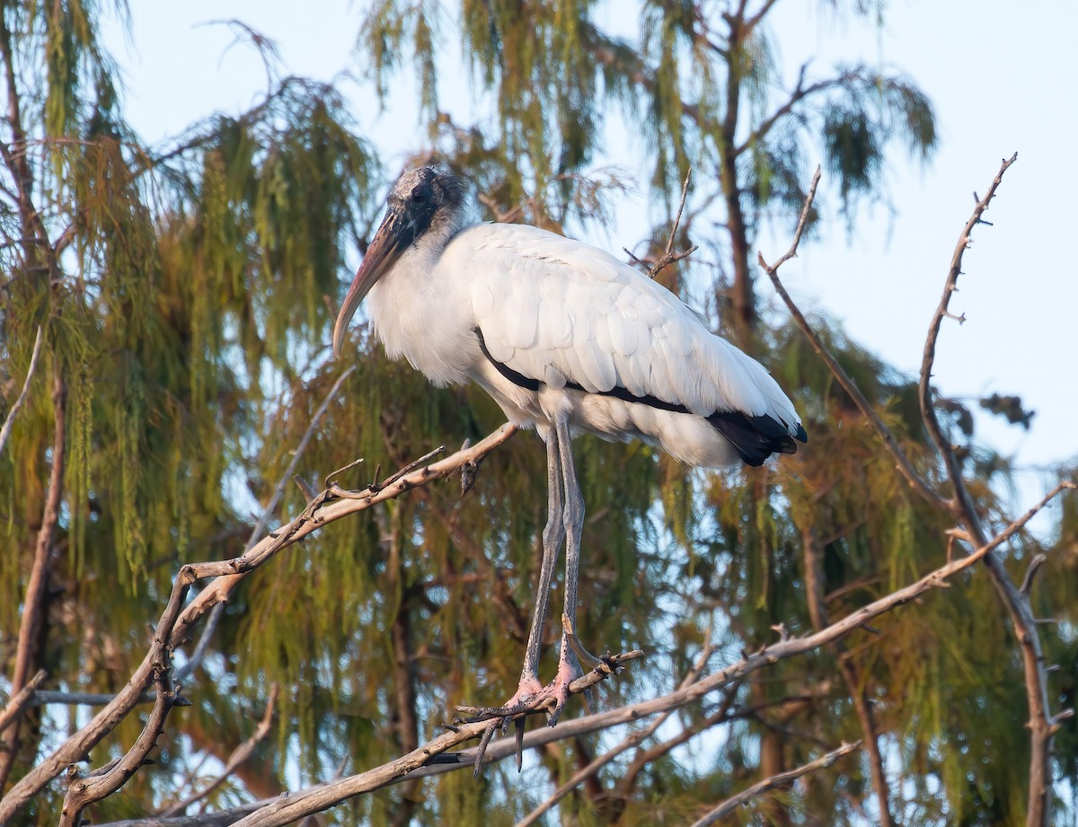 Wood Stork - ML643789579