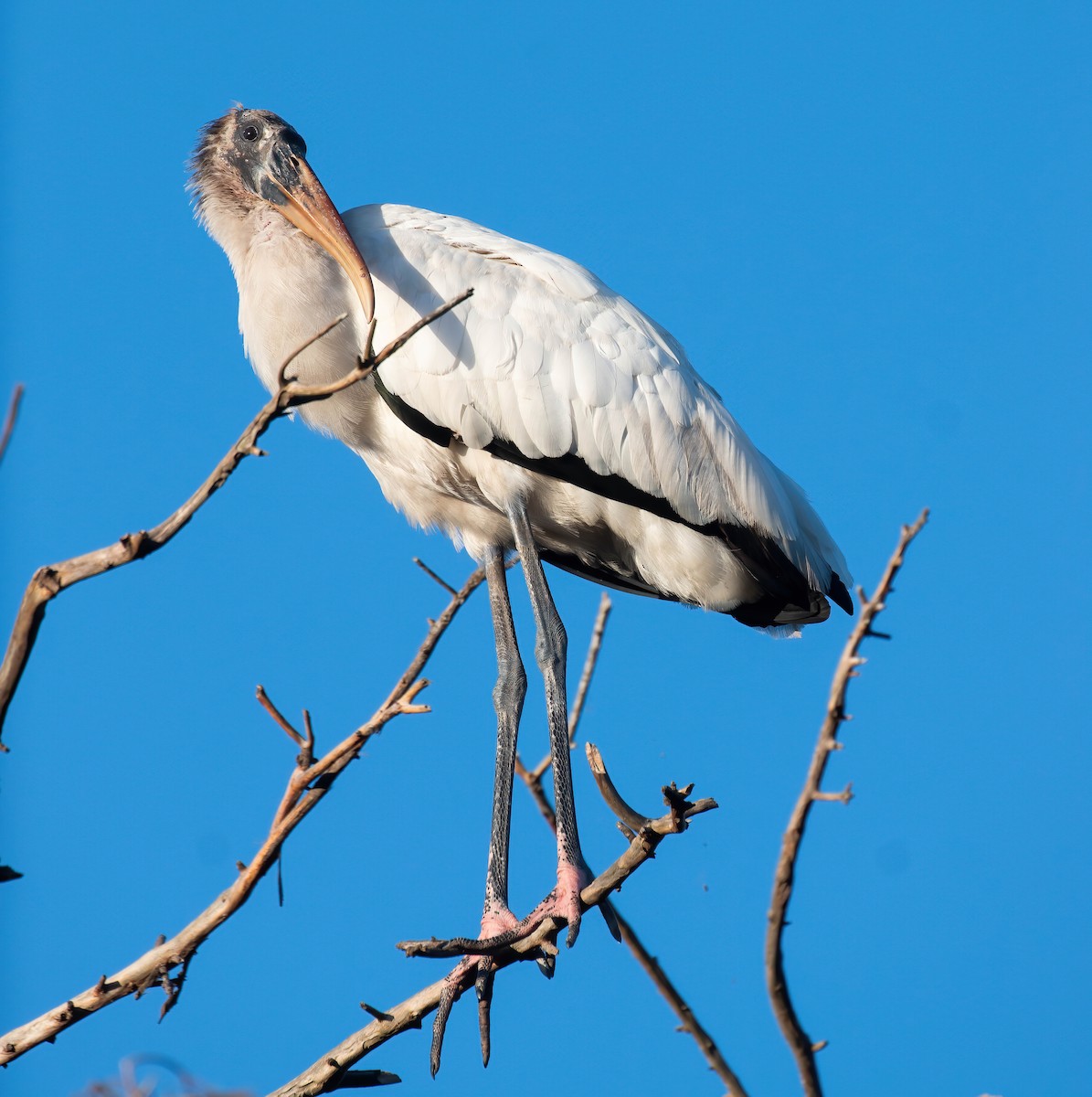 Wood Stork - ML643789587