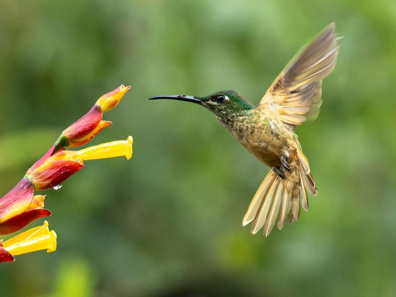 Fawn-breasted Brilliant - ML643789619