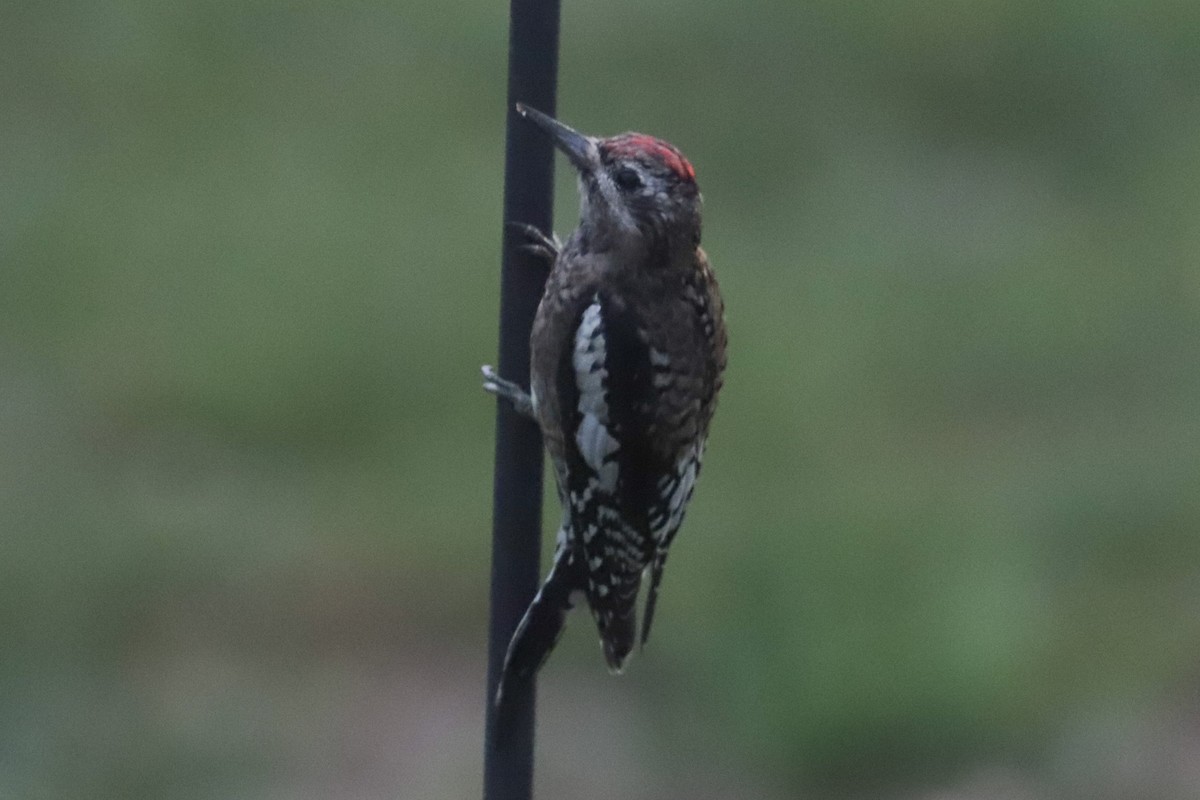 Yellow-bellied Sapsucker - ML643789620
