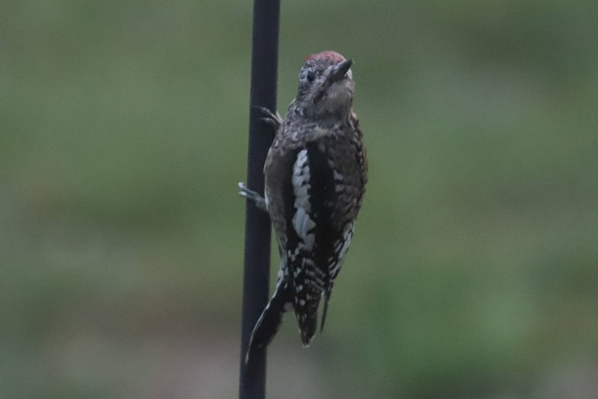 Yellow-bellied Sapsucker - ML643789621