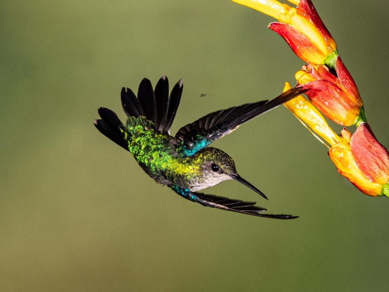 Purple-bibbed Whitetip - ML643789652