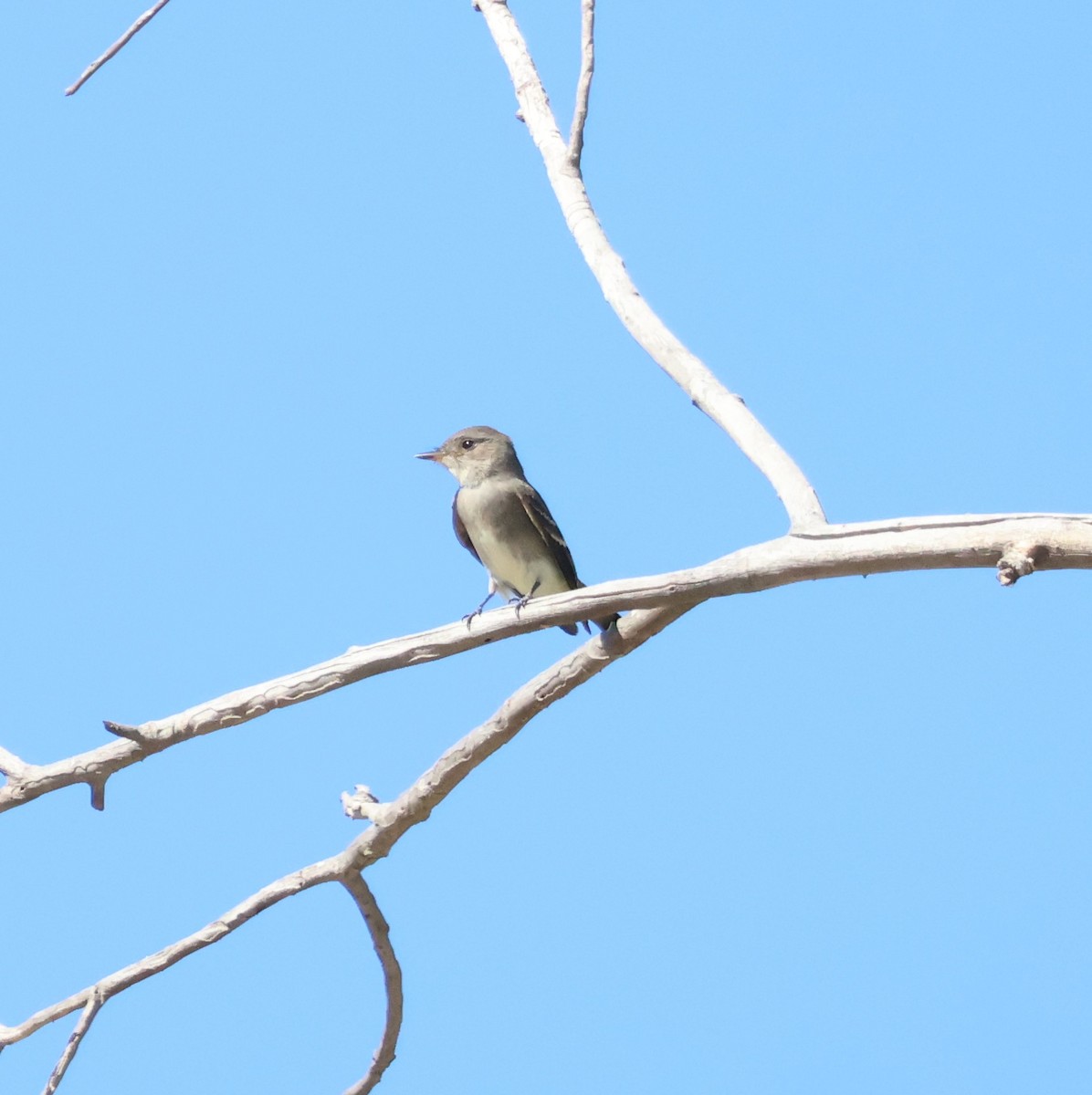 Western Wood-Pewee - ML643789654