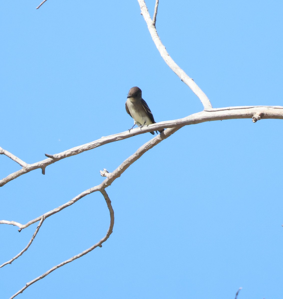 Western Wood-Pewee - ML643789655