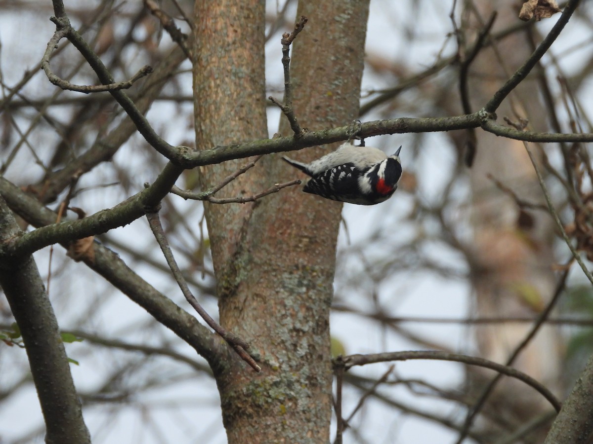 Downy Woodpecker - ML643789663