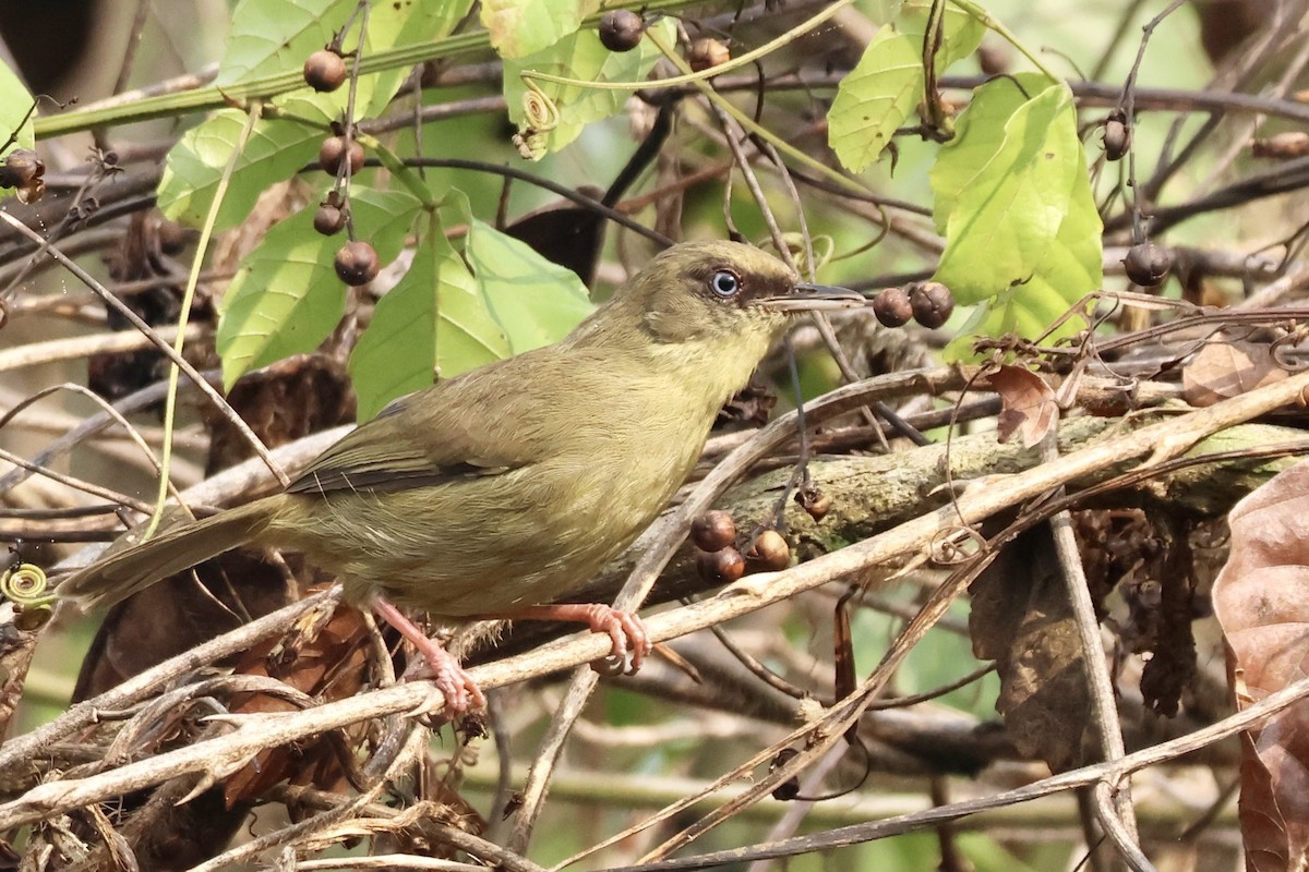 Pulitzer Uzungagası - ML643789683