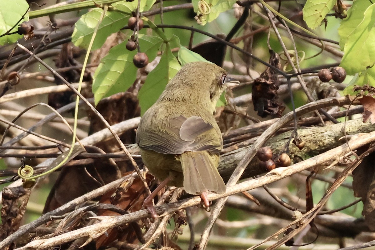 Pulitzer Uzungagası - ML643789690