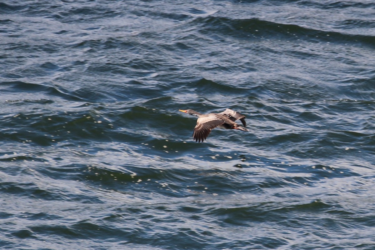 Cormorán Chuita - ML643789705