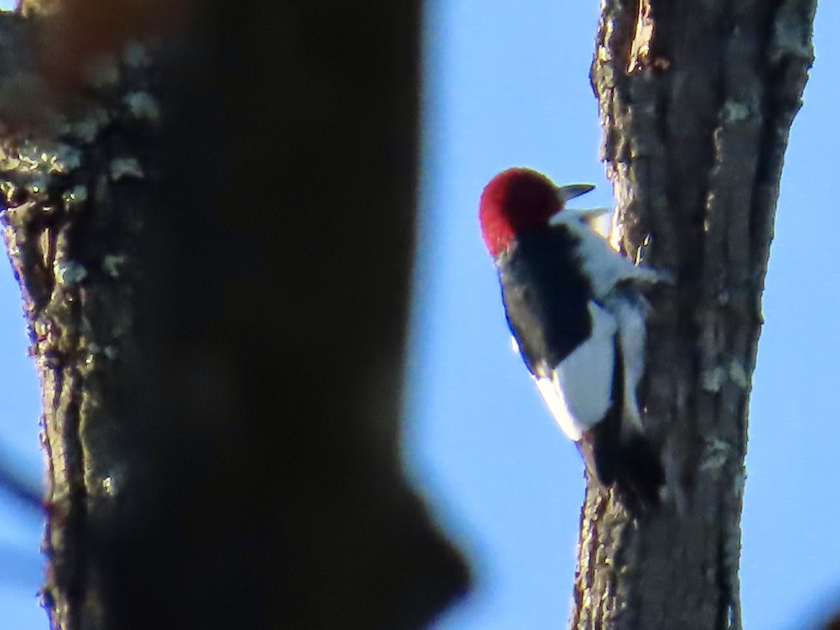 Red-headed Woodpecker - ML643789711