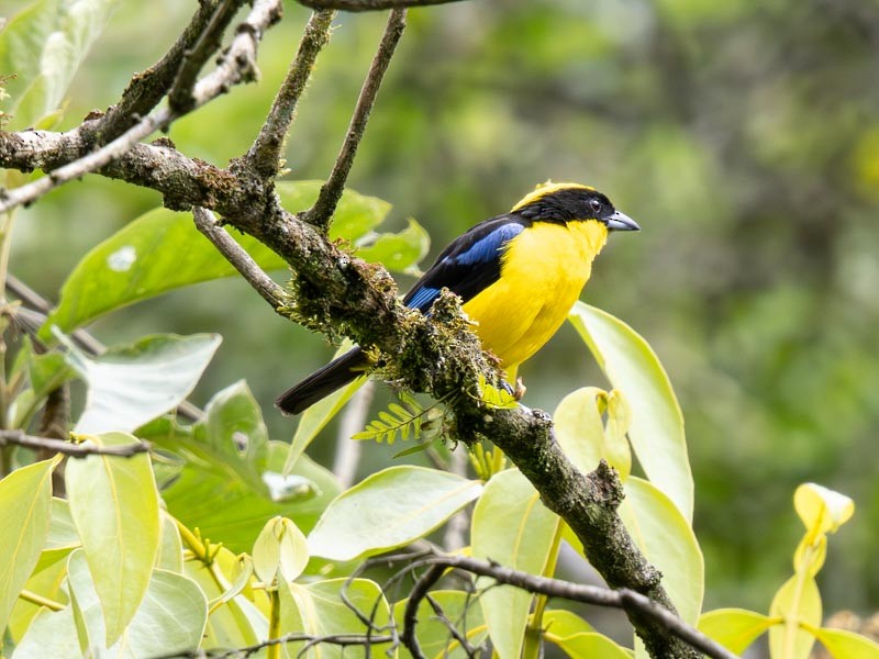Blue-winged Mountain Tanager - ML643789755