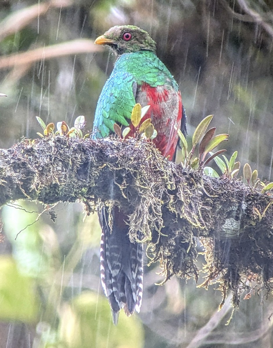 kvesal chocholkatý - ML643789758