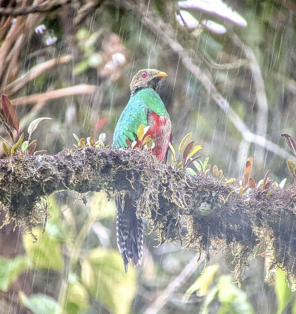 kvesal chocholkatý - ML643789759