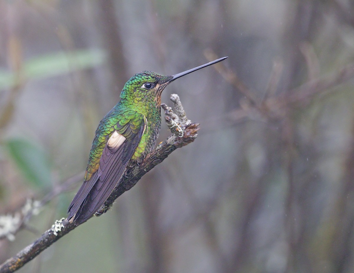 Buff-winged Starfrontlet - ML643789795