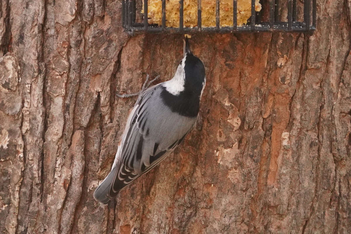 White-breasted Nuthatch - ML643789801