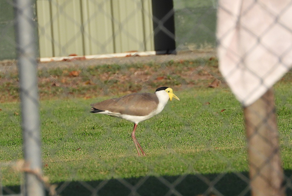 Masked Lapwing - ML643789802