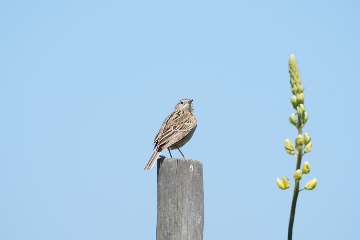 Hellmayr's Pipit - ML643789808