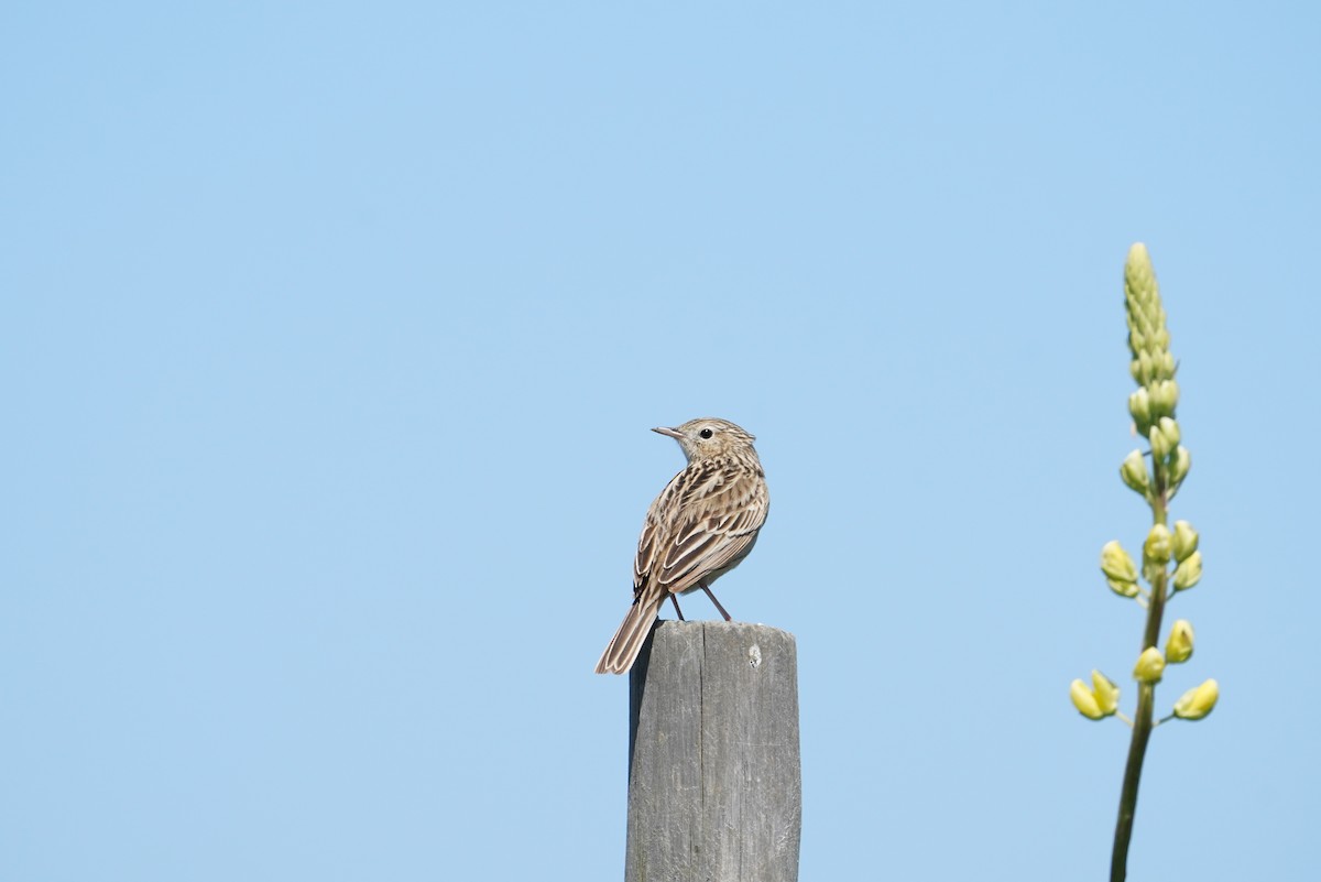 Hellmayr's Pipit - ML643789809