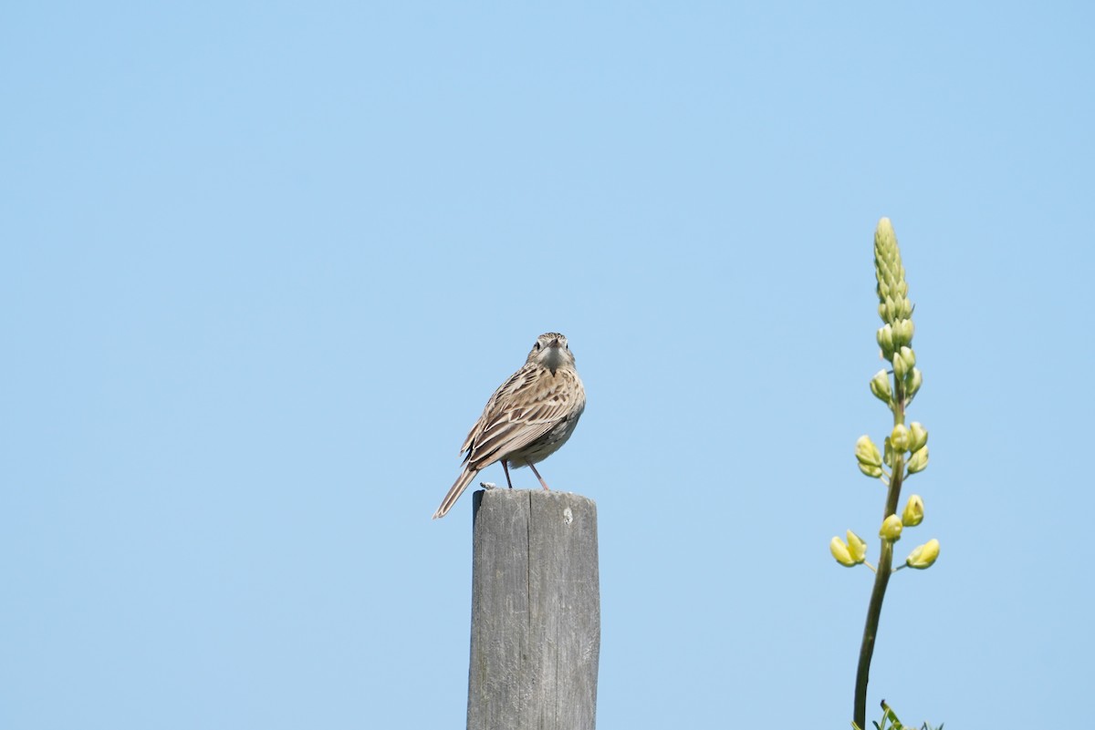 Hellmayr's Pipit - ML643789810