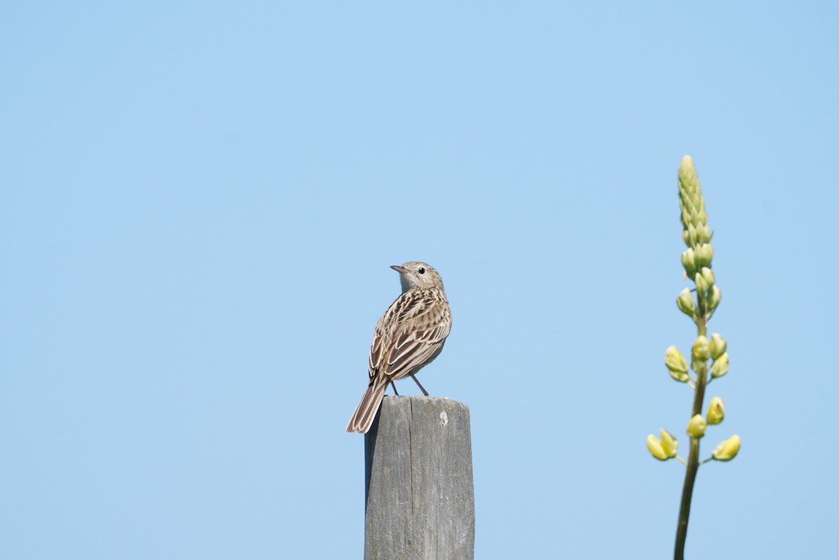 Hellmayr's Pipit - ML643789811