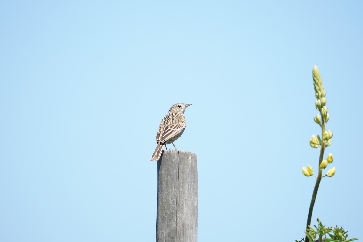 Hellmayr's Pipit - ML643789812