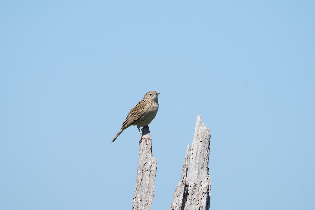 Hellmayr's Pipit - ML643789813