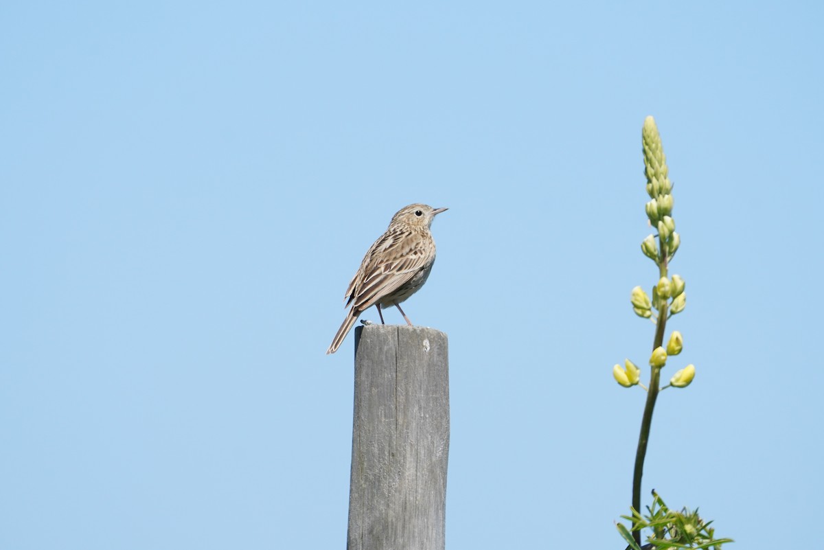 Hellmayr's Pipit - ML643789814