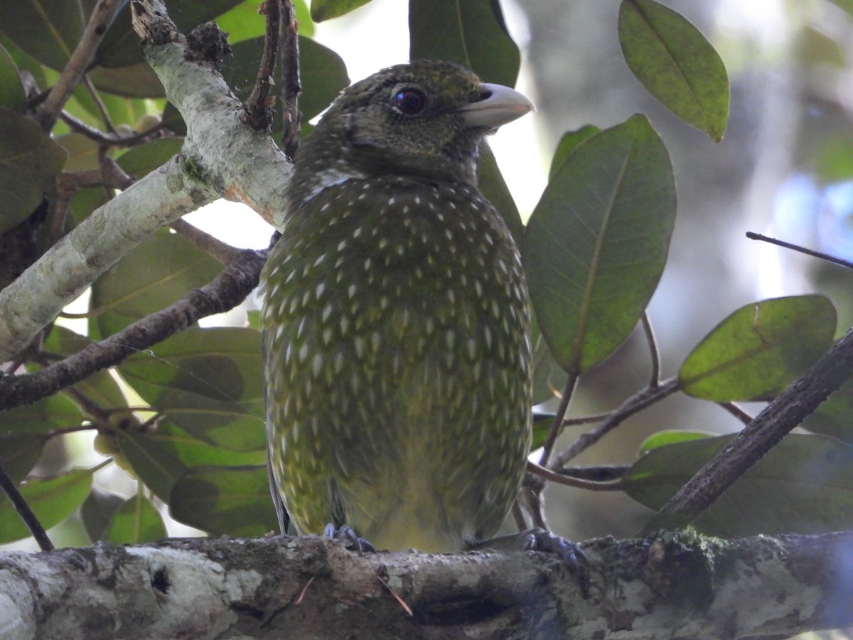 Green Catbird - ML643789832