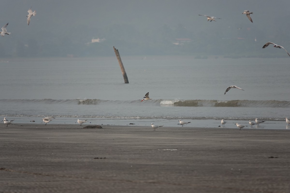 Indian Skimmer - ML643789847