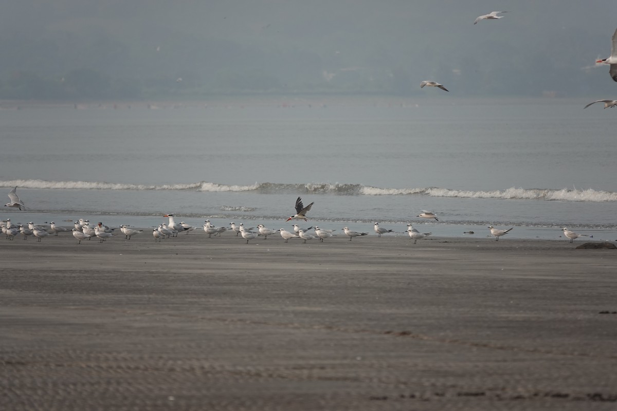 Indian Skimmer - ML643789850