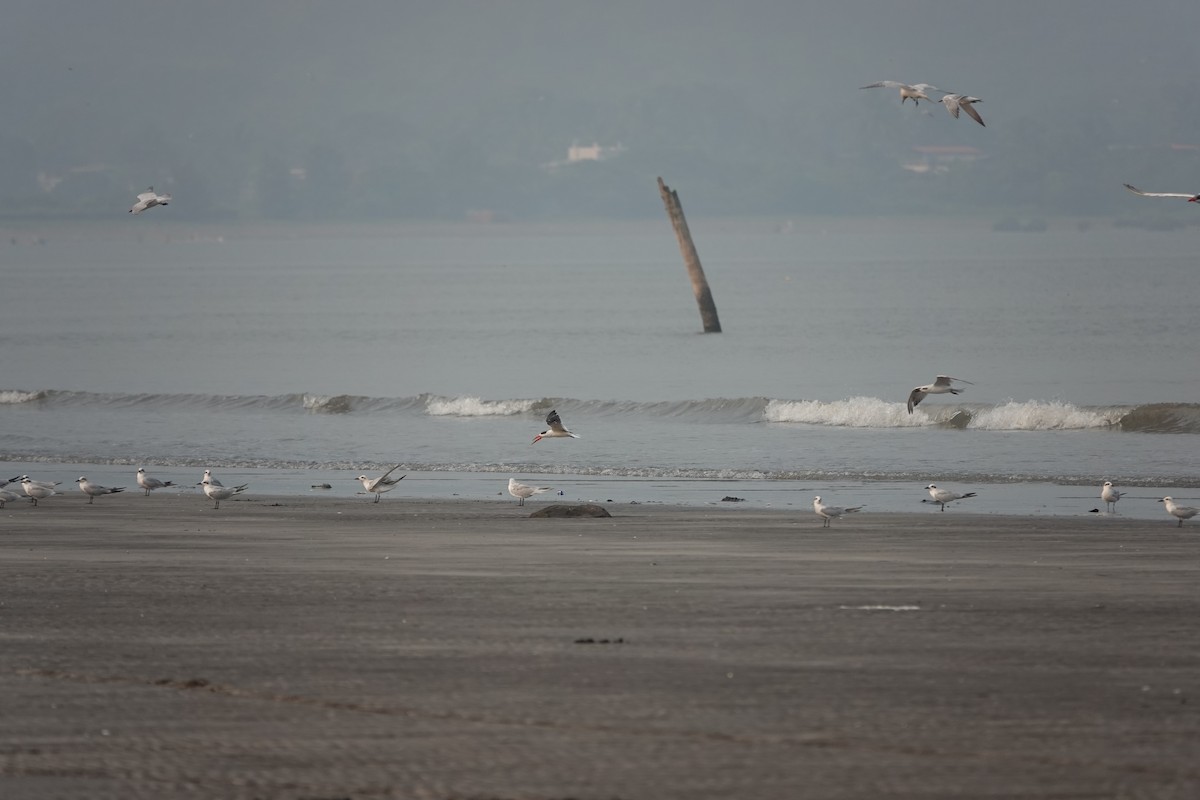 Indian Skimmer - ML643789852