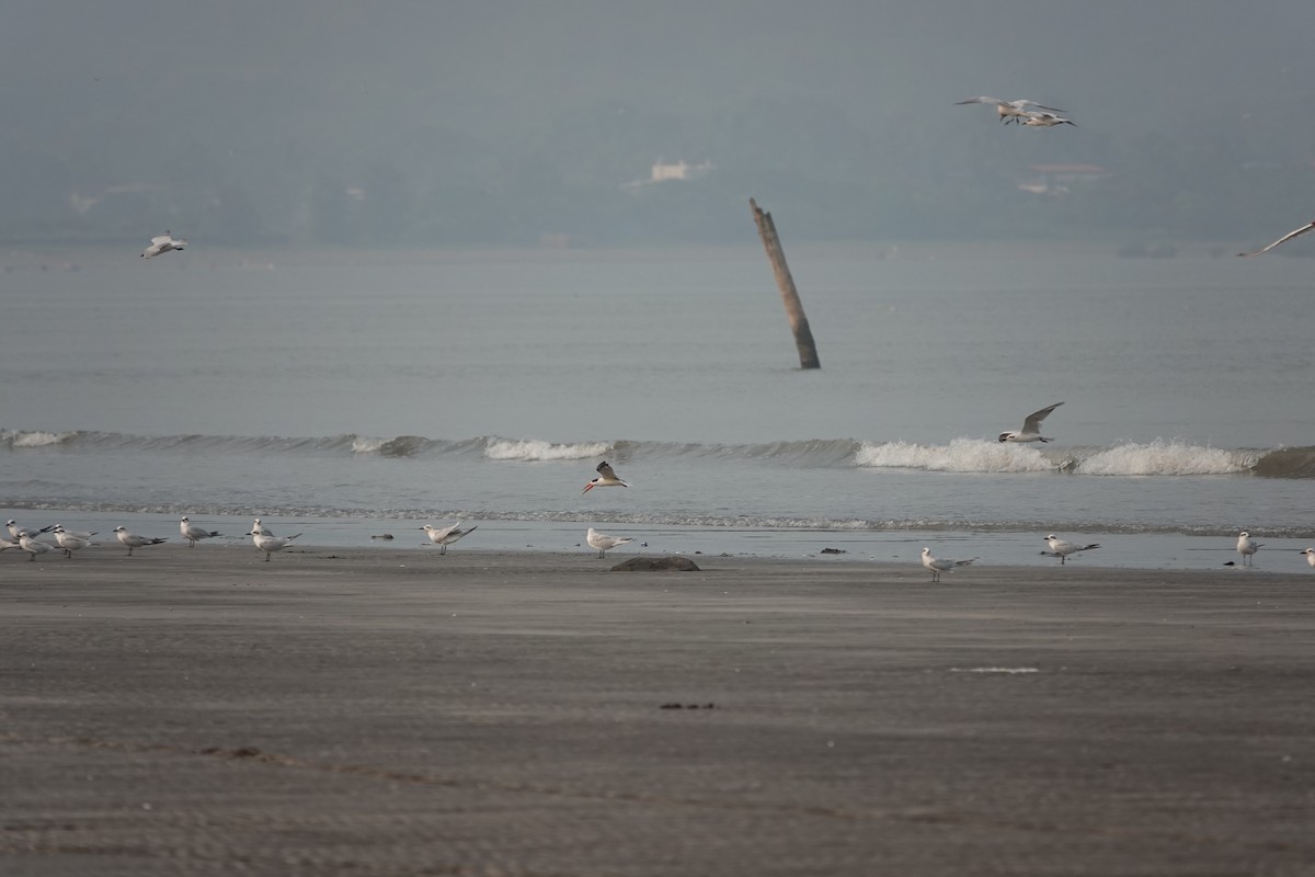 Indian Skimmer - ML643789853