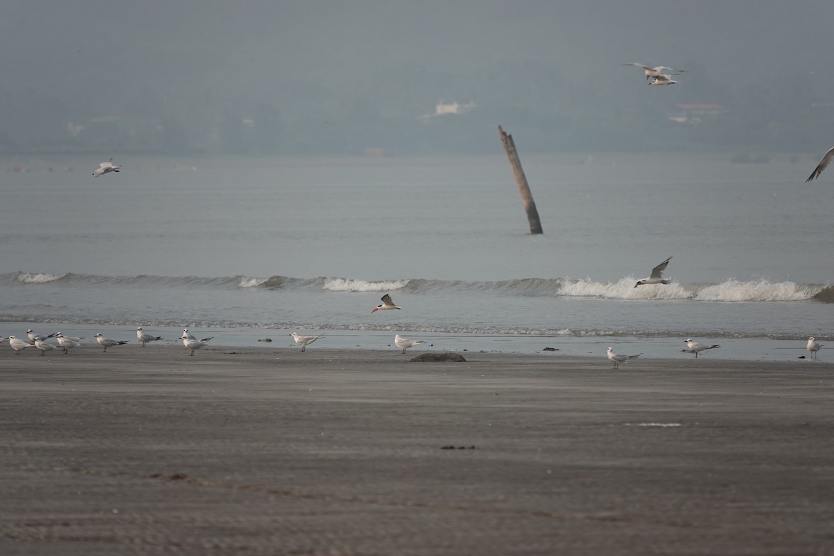 Indian Skimmer - ML643789854