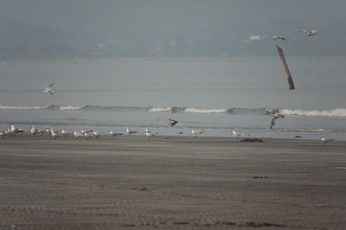 Indian Skimmer - ML643789858