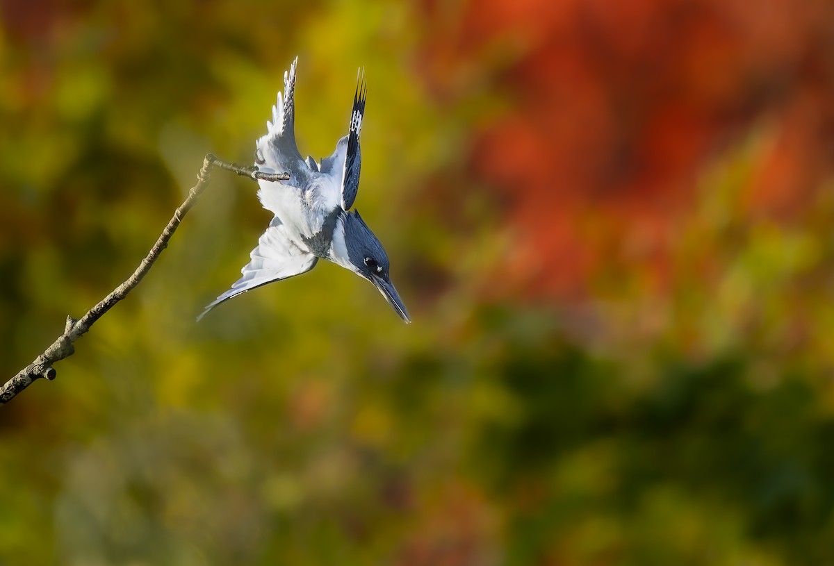 Gürtelfischer - ML643789912