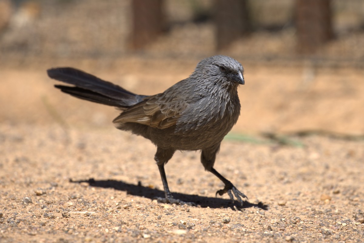 Apostlebird - ML643789950