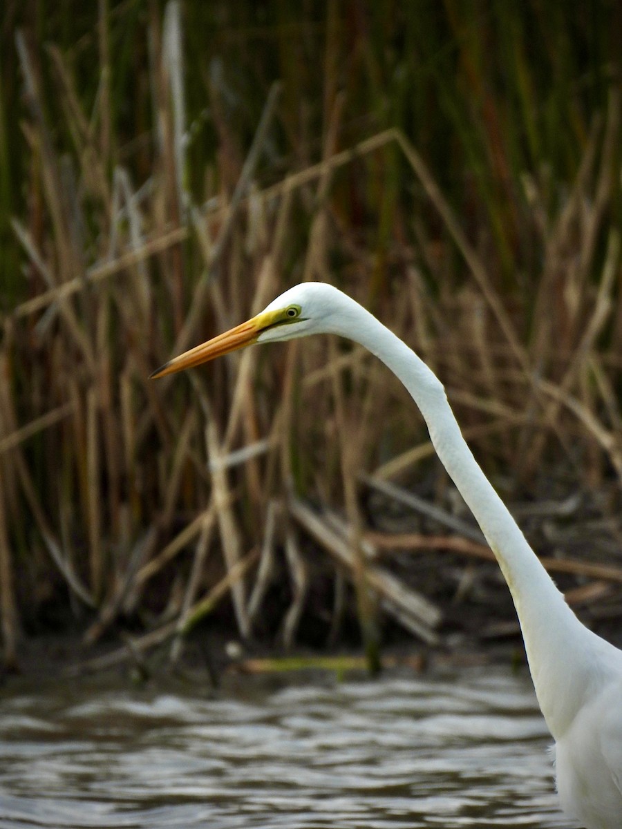 Great Egret - ML643789955