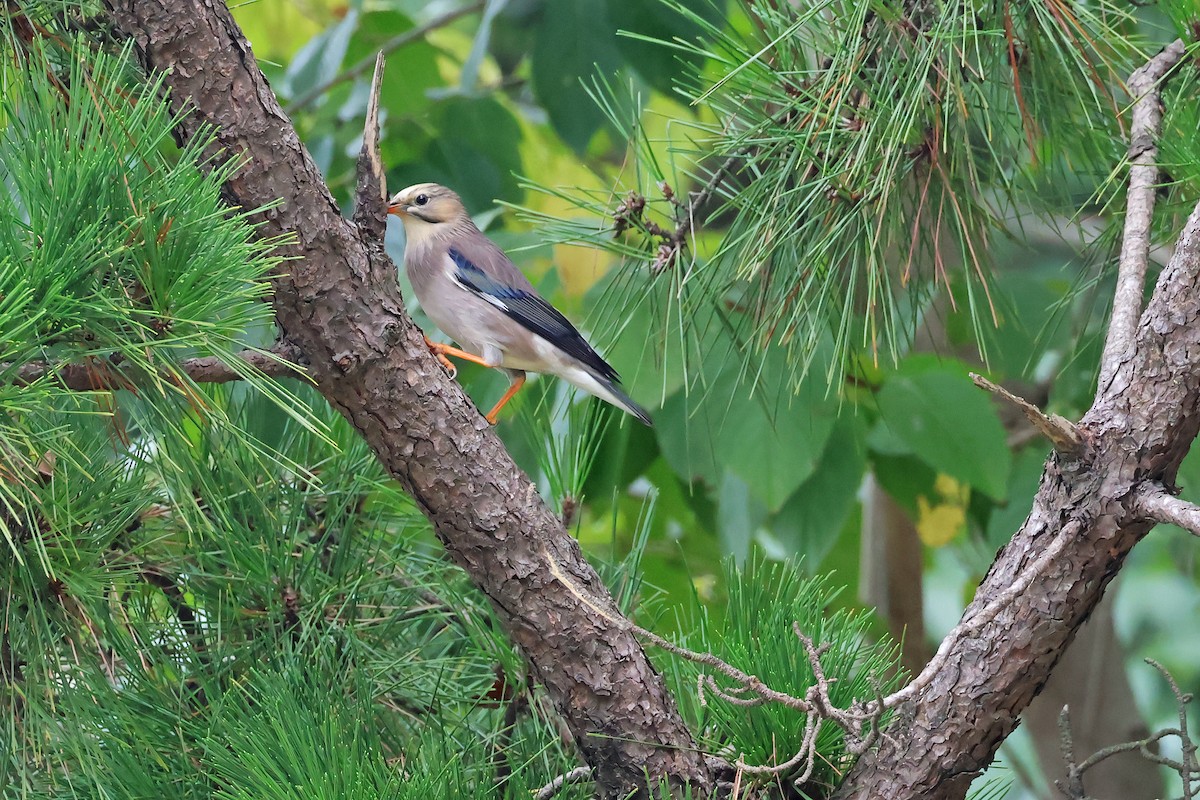 Red-billed Starling - ML643789958