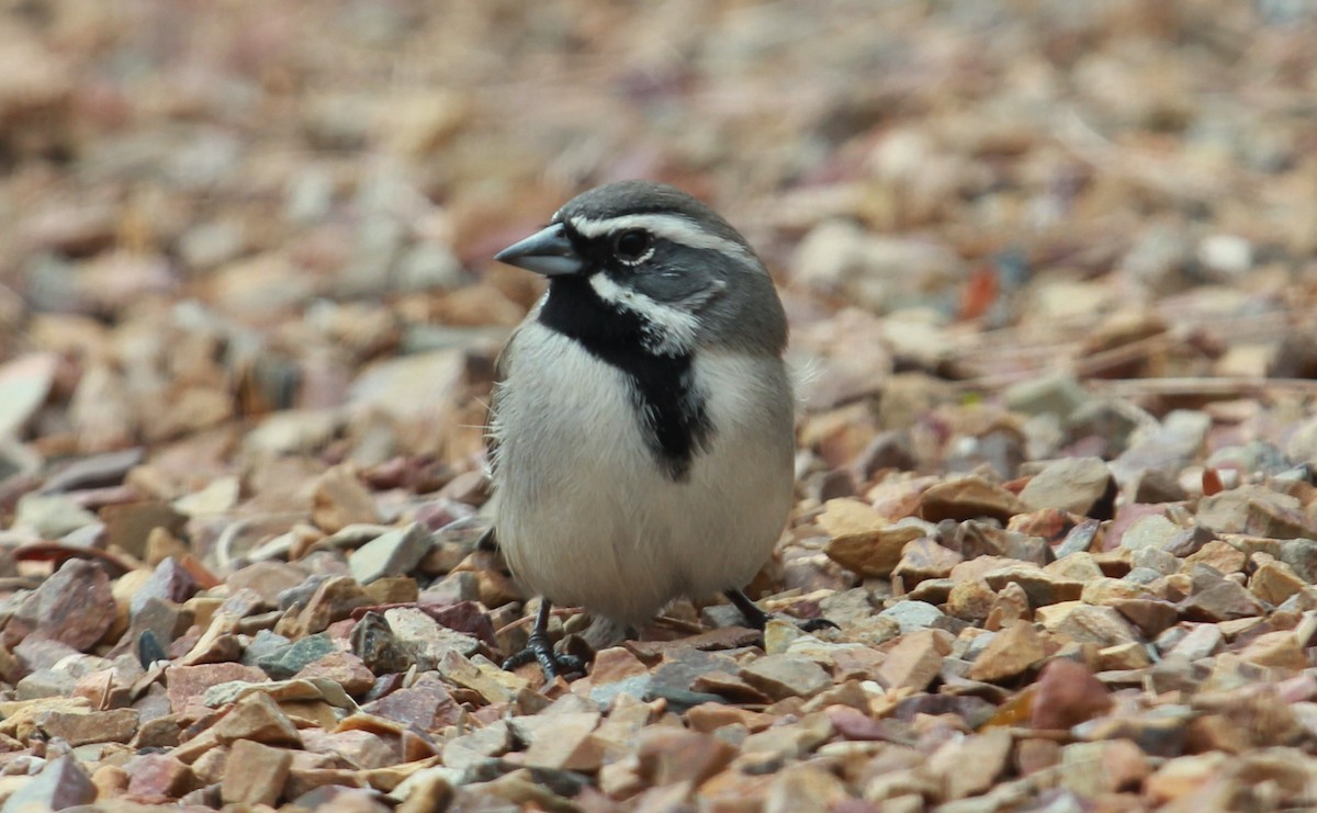 Black-throated Sparrow - ML643789972