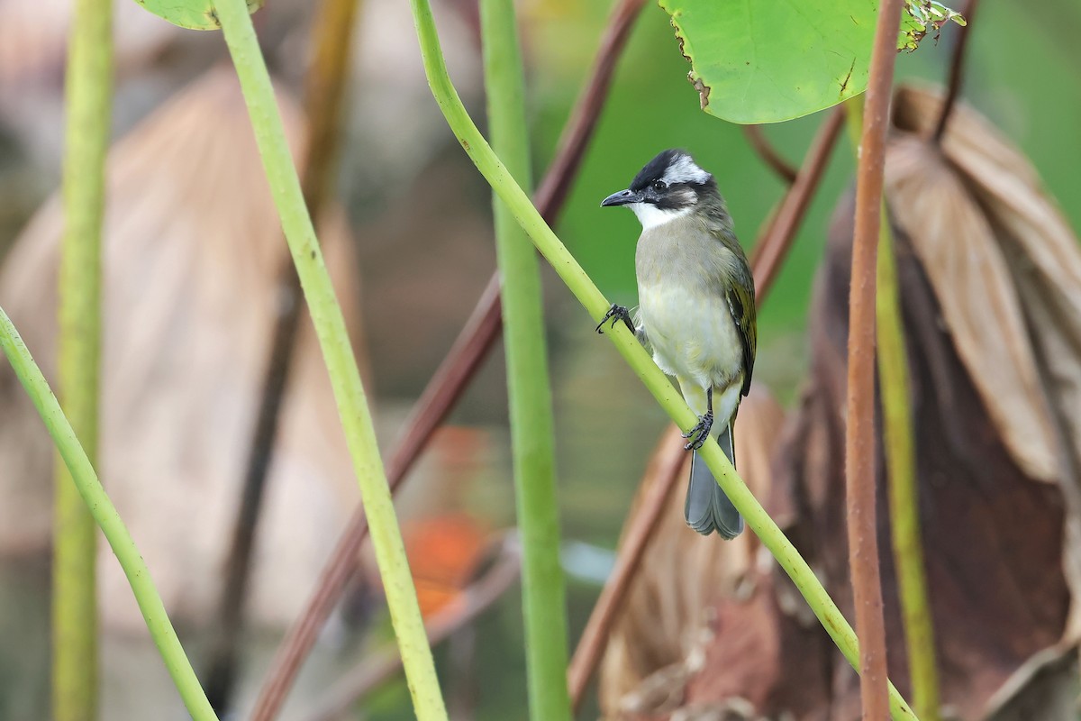 Light-vented Bulbul - ML643789995