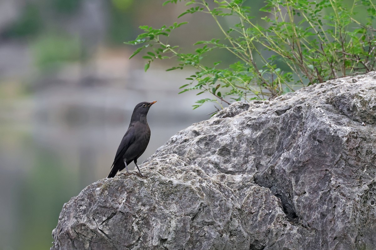 Chinese Blackbird - ML643790005