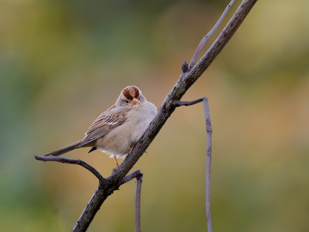 Dachsammer - ML643790041