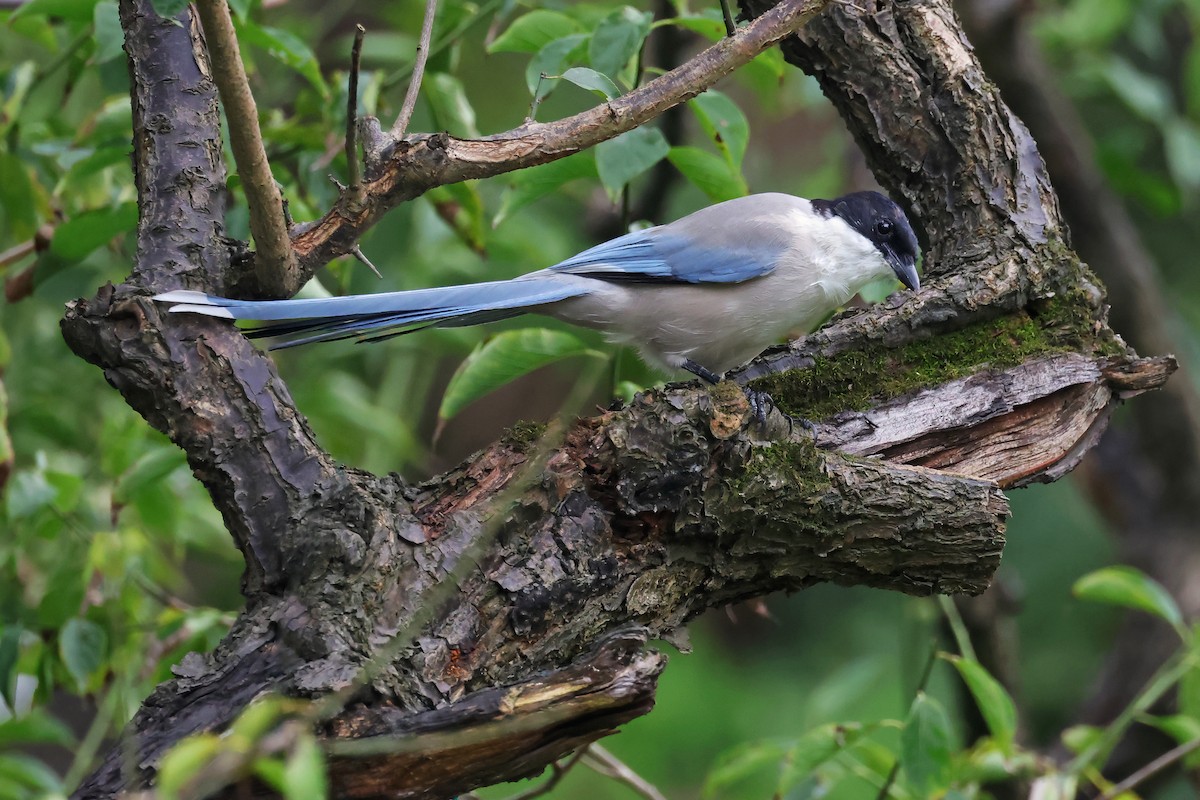 Azure-winged Magpie - ML643790051