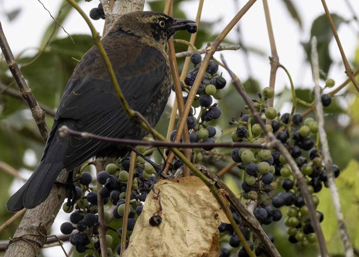 Rusty Blackbird - ML643790064
