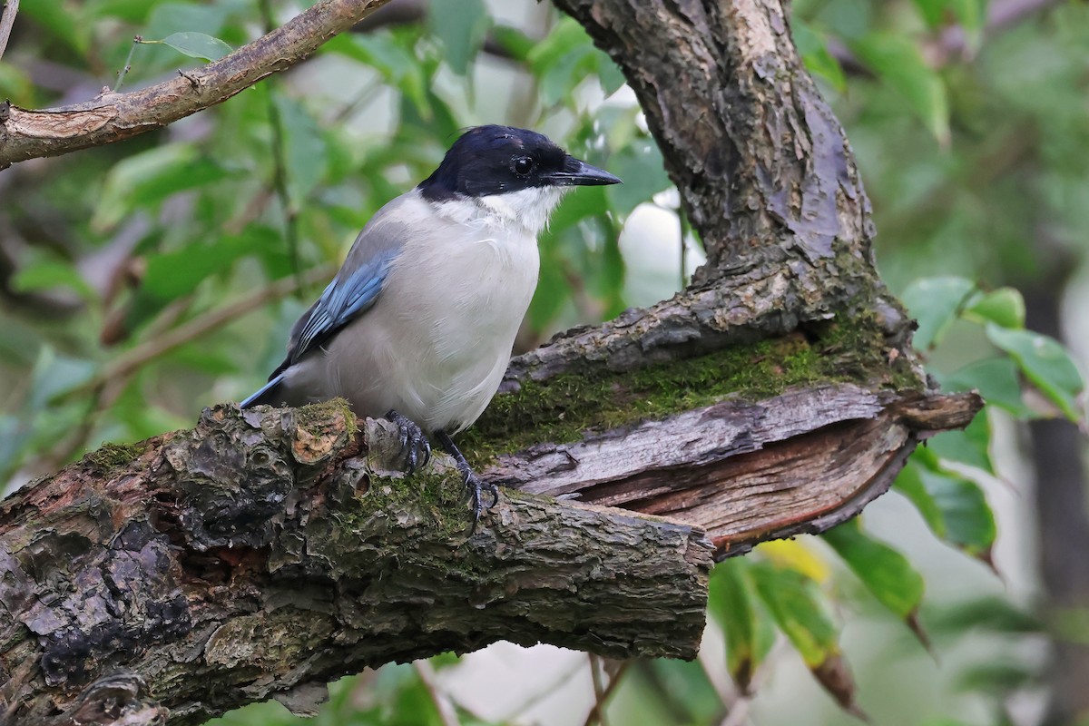 Azure-winged Magpie - ML643790090