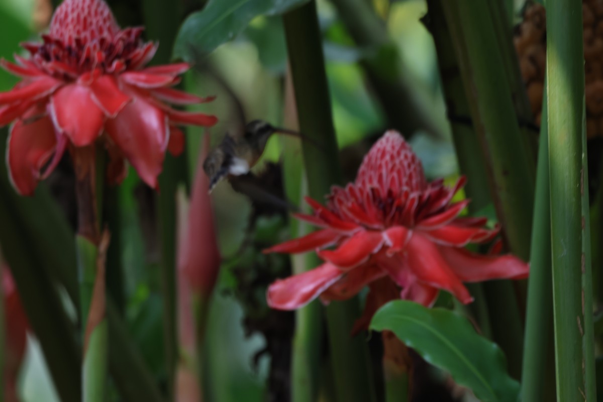 Great-billed Hermit - ML643790094