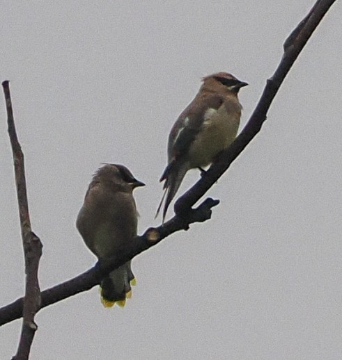 Cedar Waxwing - ML643790099