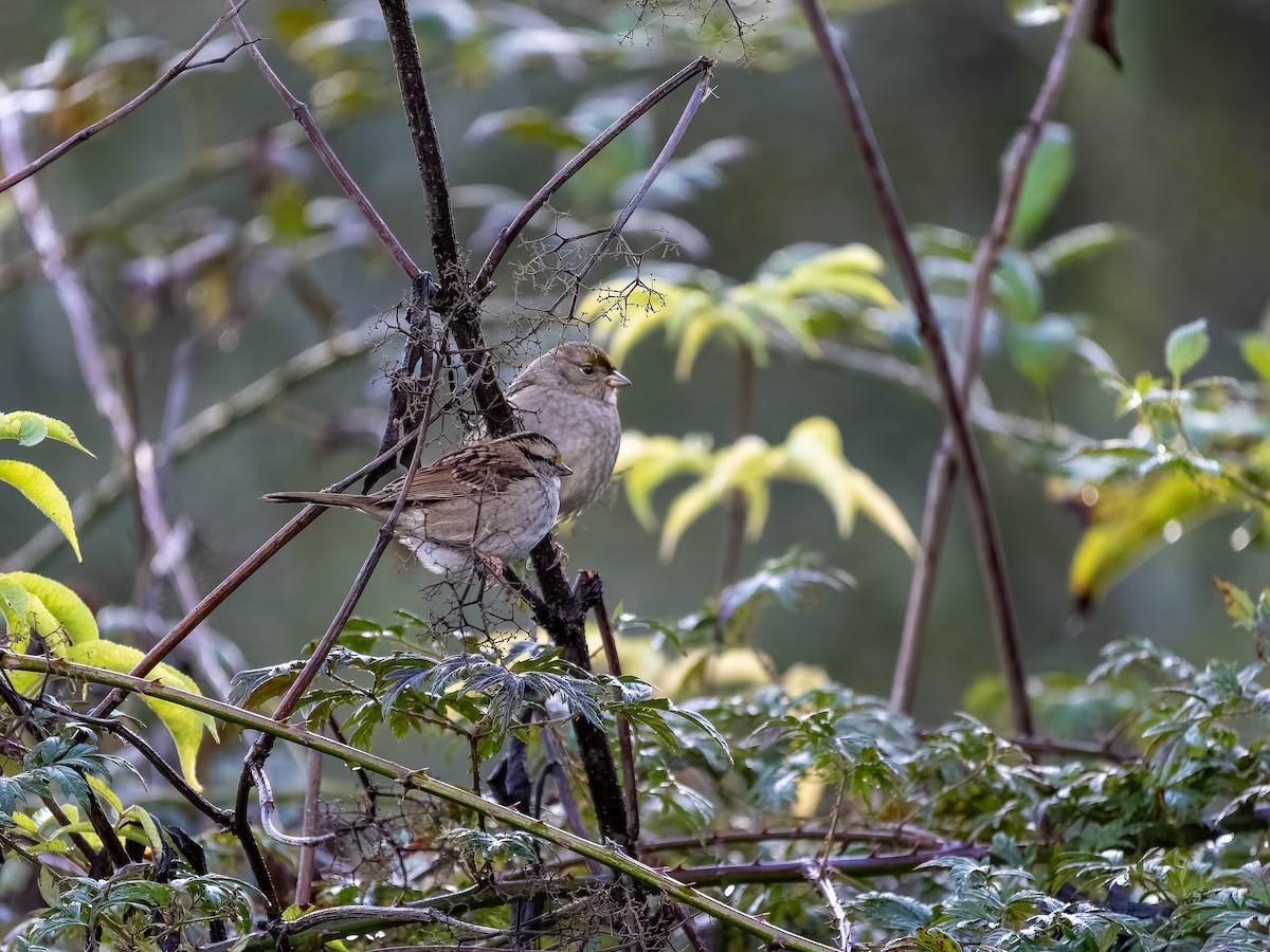 Weißkehlammer - ML643790105